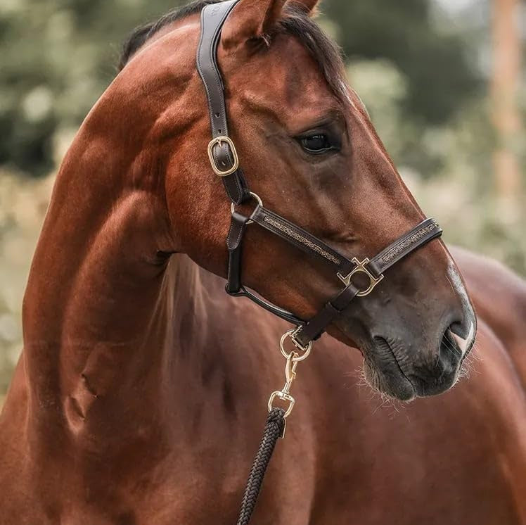 Lyxig adventskalender för hästälskare (2025)