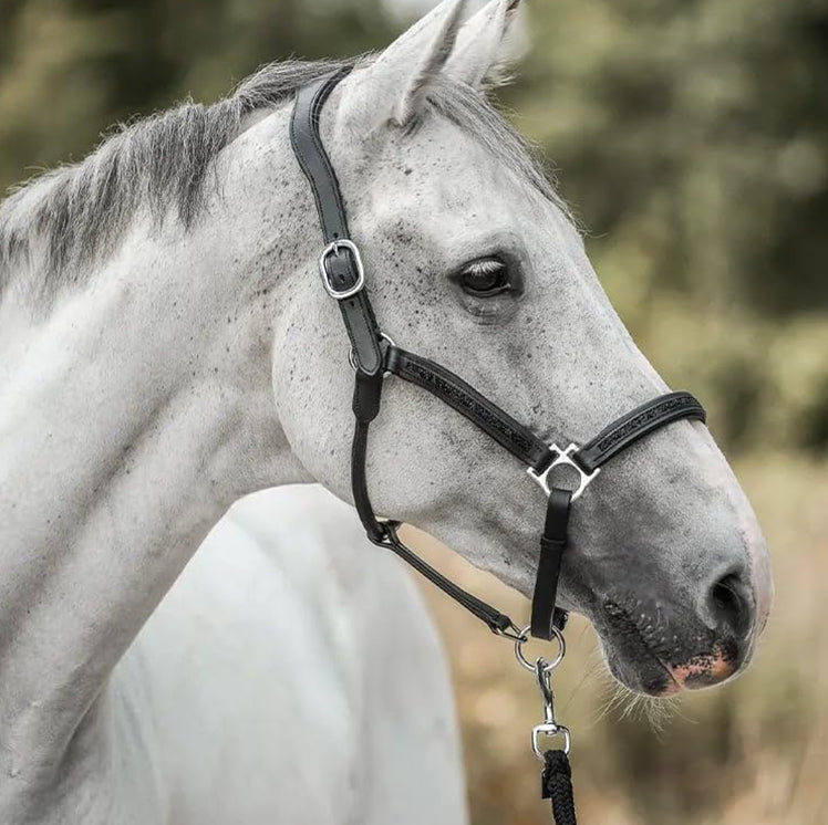 Lyxig adventskalender för hästälskare (2025)